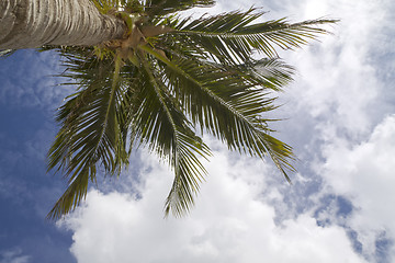 Image showing Tall Palm