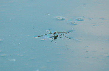 Image showing water mosquito