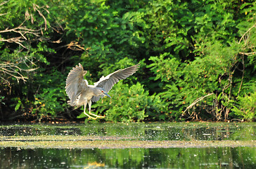 Image showing heron bird