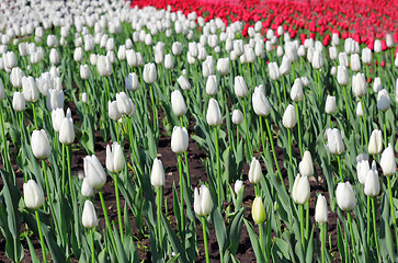 Image showing Beautiful  tulips field in spring time