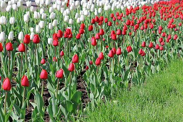 Image showing Beautiful  tulips field in spring time