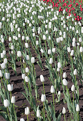 Image showing Beautiful  tulips field in spring time