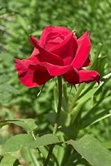 Image showing Flowering dark red rose