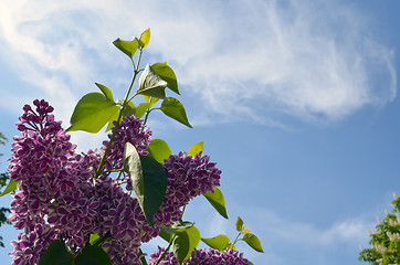 Image showing Bloom purple lilac tree leaf on background of sky 