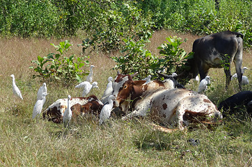 Image showing cows and birds