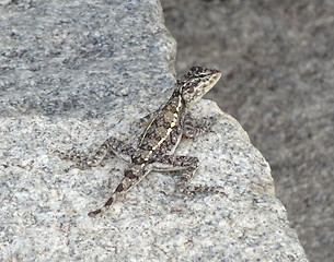 Image showing lizard on stone