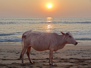 Image showing sundown with cow