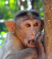 Image showing Rhesus macaque