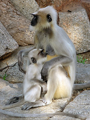 Image showing gray langurs