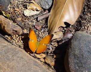 Image showing orange butterfly