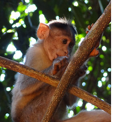 Image showing Rhesus macaque