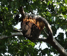 Image showing bee colony