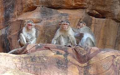 Image showing Rhesus macaques