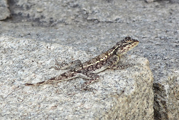 Image showing lizard on stone