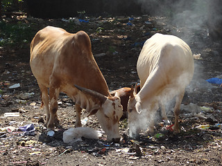 Image showing cows on waste dump