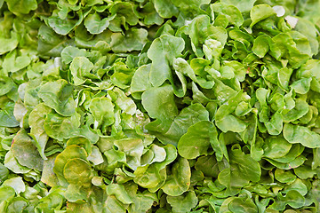 Image showing Green salad