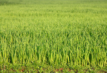 Image showing Green grass background texture straight