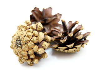 Image showing Pine cones