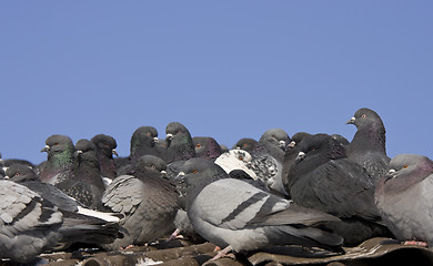 Image showing pigeons