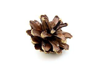 Image showing Pine cones 