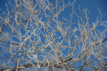 Image showing Tree branches covered with hoarfrost 