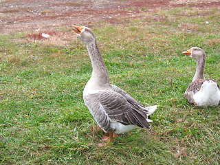 Image showing Goose 