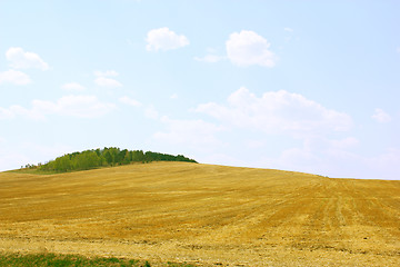 Image showing Yellow field and blue sky.