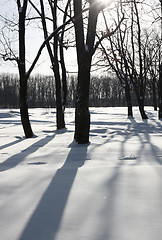 Image showing White winter morning in the park