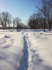 Image showing Path through winter woods