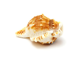 Image showing Sea shell with reflection on white background