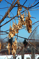 Image showing The dried up seeds on a tree 
