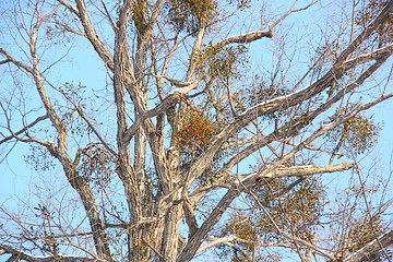 Image showing tree with berries on branches in winter against the blue sky