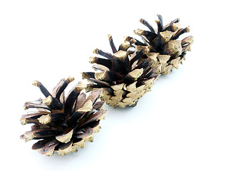 Image showing Pine cones 