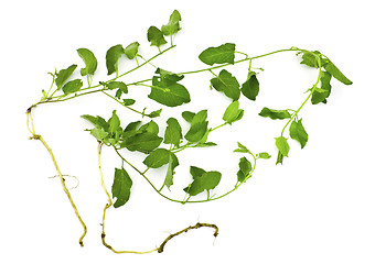 Image showing A pernicious weed - field bindweed