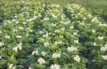 Image showing Lush flowering potato