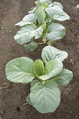 Image showing Young plants of cabbage