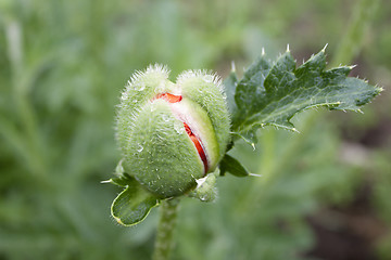 Image showing Unopened bud of poppy