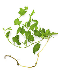 Image showing A pernicious weed - field bindweed