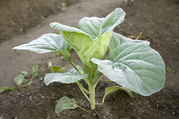 Image showing Young plants of cabbage