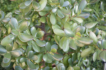 Image showing Floral background of green  leaves of a houseplant