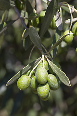 Image showing Olive on tree