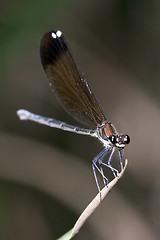 Image showing damselfly resting on leaf