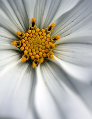 Image showing Sonata Cosmos White