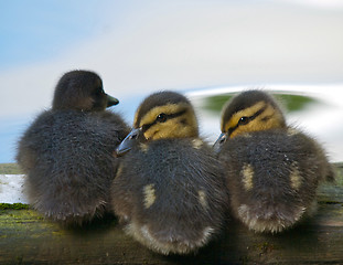 Image showing Chicks