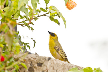 Image showing A yellow Robin on a tree