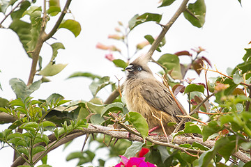 Image showing Speckled Mousebird