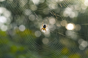 Image showing Spider