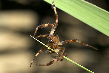 Image showing Spider