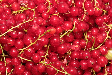 Image showing red currants