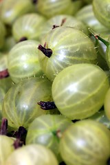 Image showing gooseberries